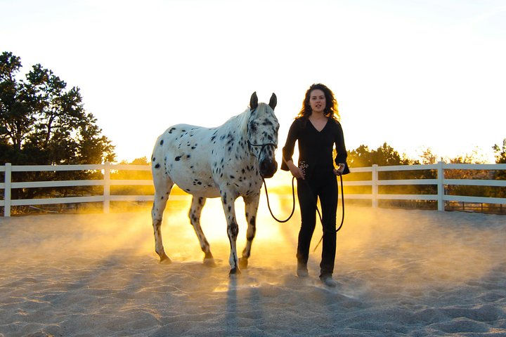 Learn natural horsemanship training and groundwork